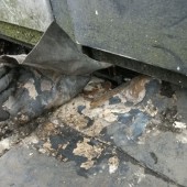 Freigelegte Leckage im Untersuchungsgebiet Freigelegte Leckage im Untersuchungsgebiet