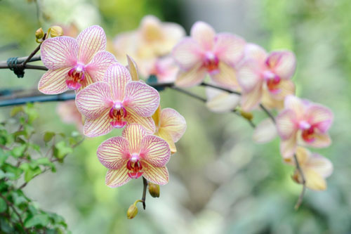 close-up shot of pink orchid