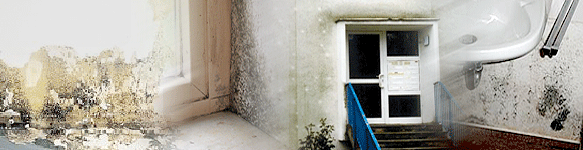 Conséquence de l'humidité : prolifération des moisissures